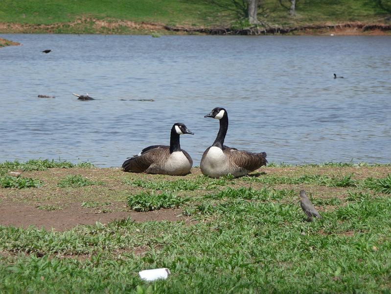 Canadian geese at picnic spot.JPG